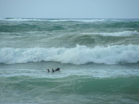 Trashy day at Paia Bay
