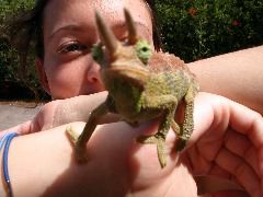 And odd Mauitian creatures abound outdoors.