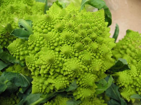 Fractal Cabbage Flower