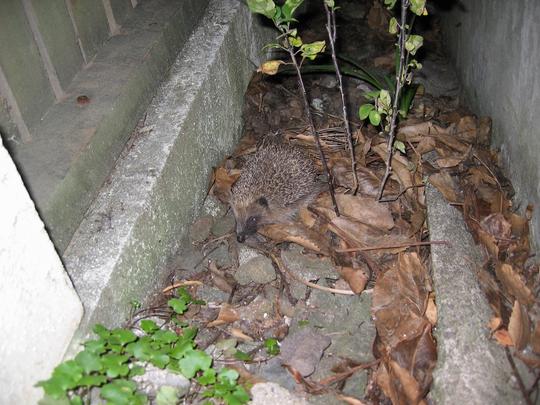 Hedgehog, St Heliers