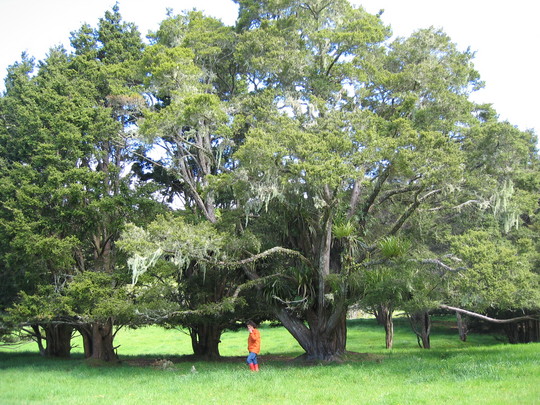 Another Kerikeri Tree