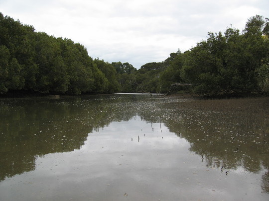 Kerikeri Mangrove Trees