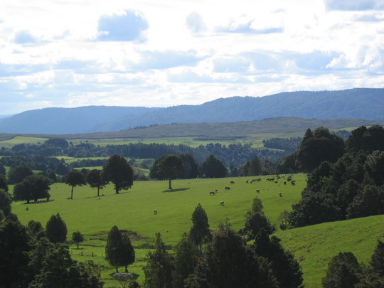 Kerikeri Pastures