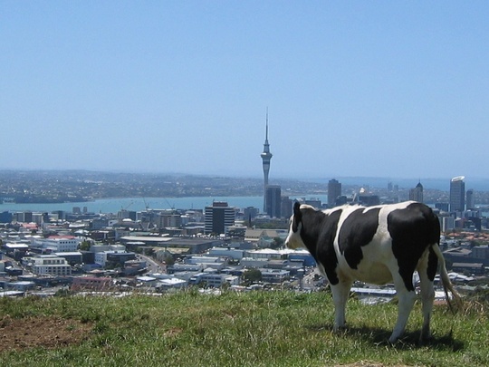 Mt Eden Cow