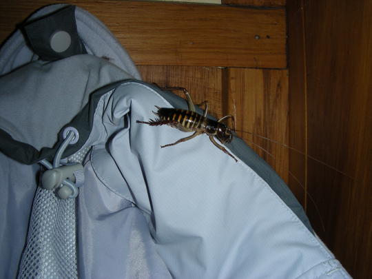 New Zealand Weta on Coat