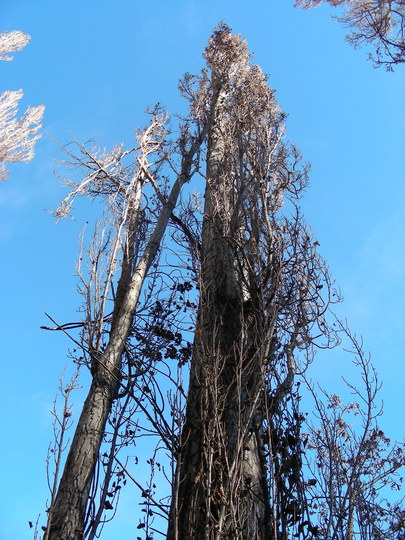 Tall Tree in Arrowtown