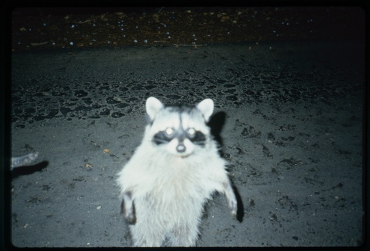 Racoon